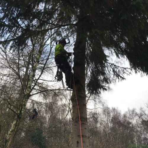 Nostell Tree Works 01