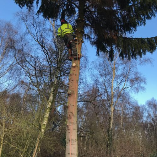 Nostell Tree Works 07