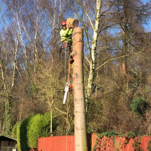 Nostell Tree Works 011